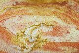 Very Colorful Petrified Palmwood (Palmoxylon) Slab - Texas #143842-1